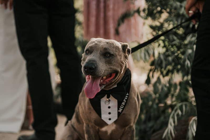 American-Staffordshire-Terrier-dressed-as-groomsman-with-dog-tuxedo
