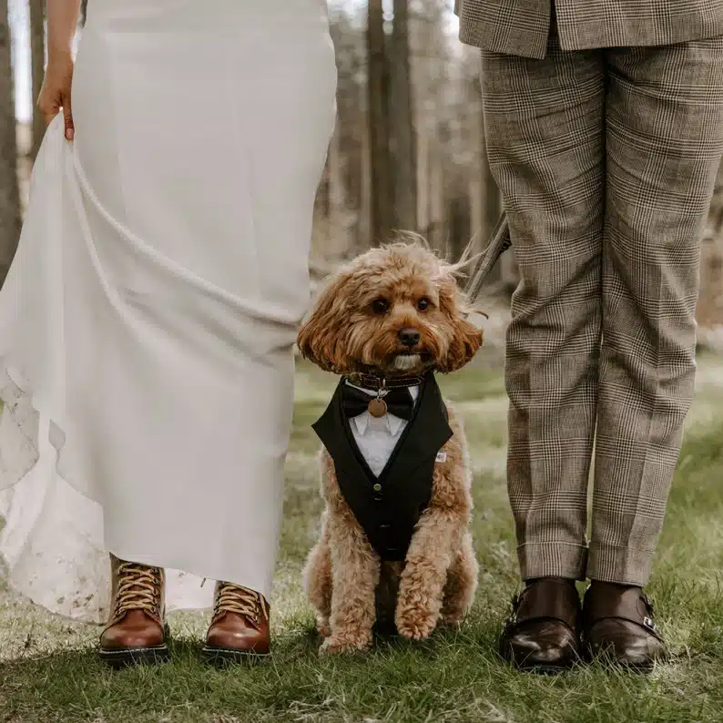 Small curly-haired dog wearing black formal wedding vest with integrated harness, standing between bride in white dress and brown lace up boots and groom in tweed suit outdoors