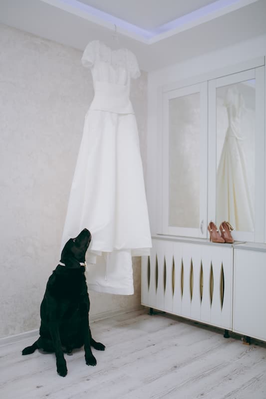 Black labrador looking up at wedding dress