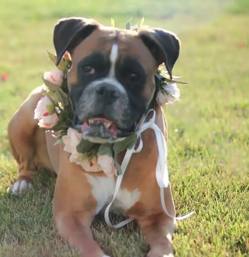 Boxer dog wearing a faux floral wreath wedding dog collar