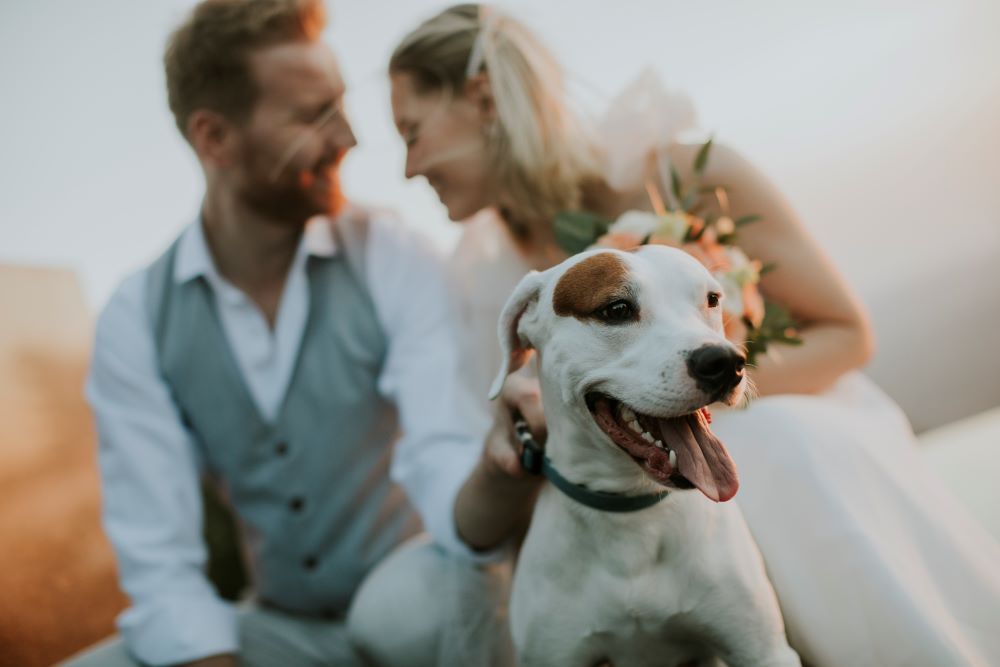 Bride and Groom smiling at each other on wedding day with pet bull terrier