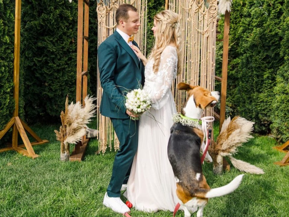 Bride and groom at boho altar with beagle jumping in front of them