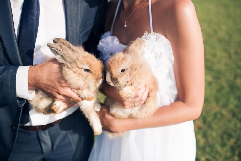 Bride and groom each holding brown bunny rabbits