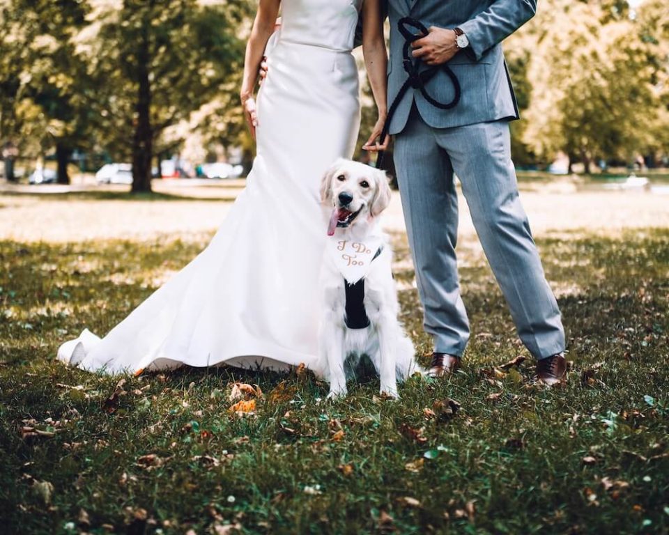 Bride and groom holding white short coated dog in park