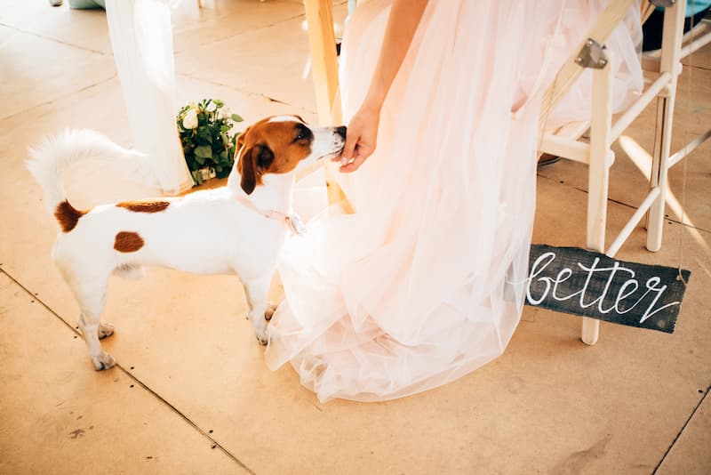 Bride feeding cocker spaniel at wedding reception