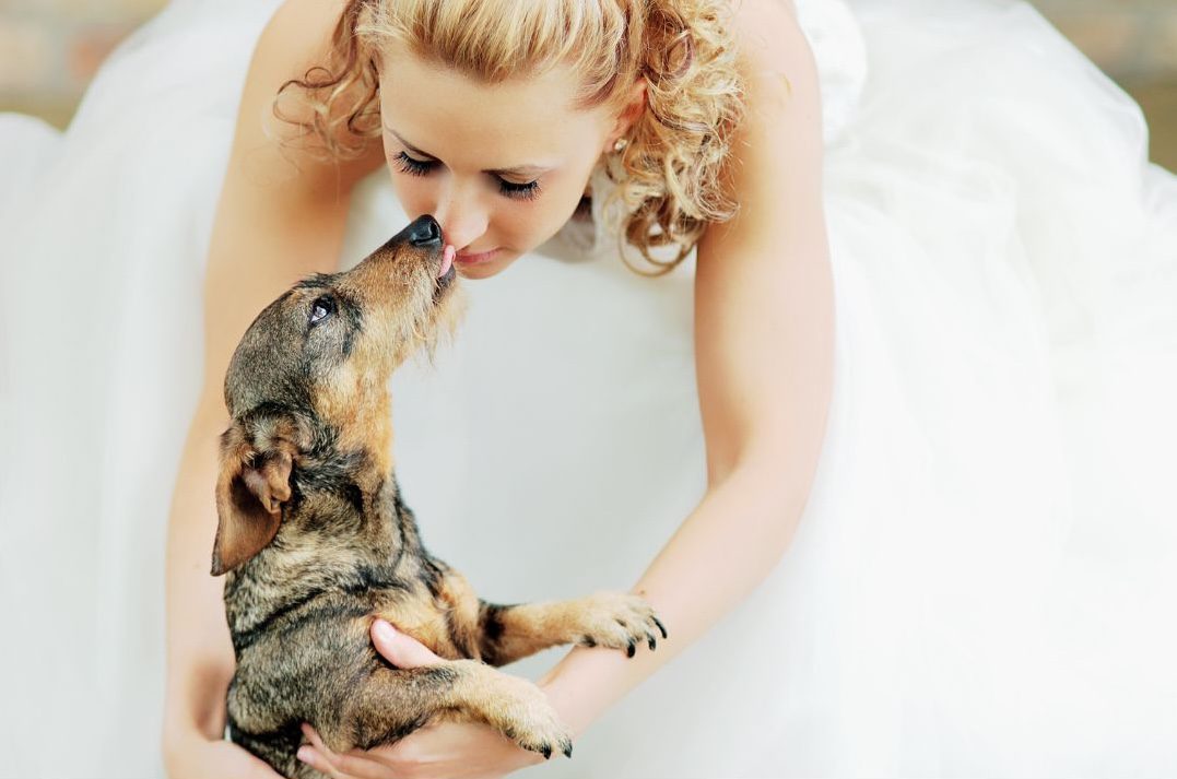 Bride in wedding dress kissing small pet dog