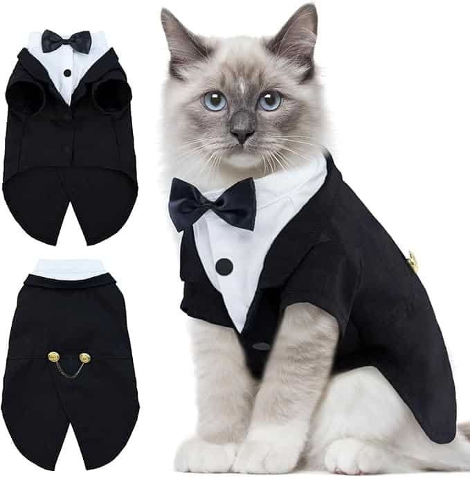 Cat tuxedo with bowtie and coat tails