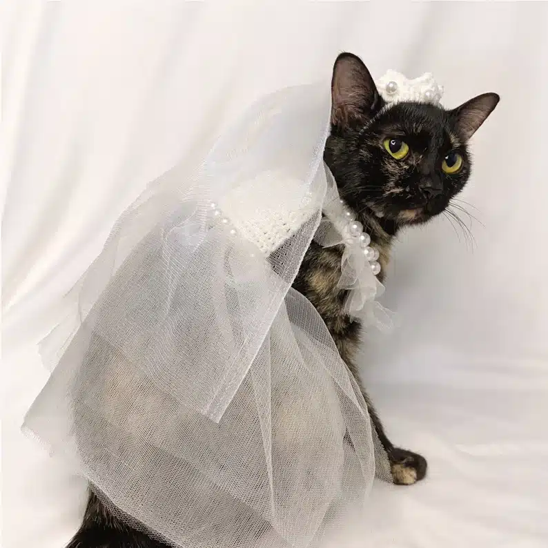 Tortoiseshell cat wearing a white cat wedding veil and dress with pearl details, posed against a white backdrop in a bridal-themed outfit.