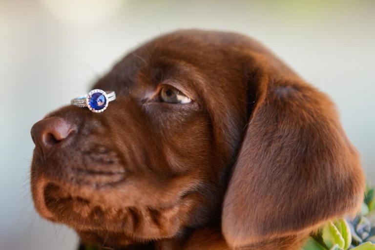 Chocolate labrador puppy with engagement ring balancing on nose