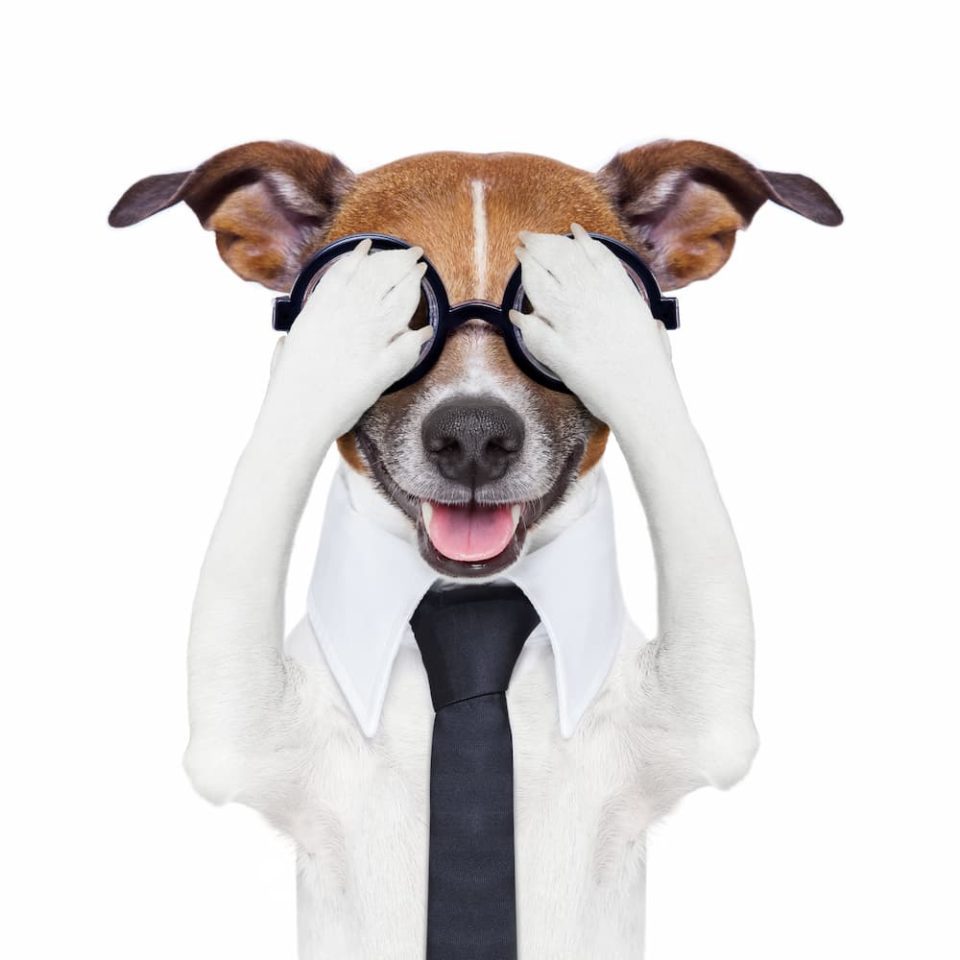 Comical dog in white collar, black tie and glasses with paws covering eyes