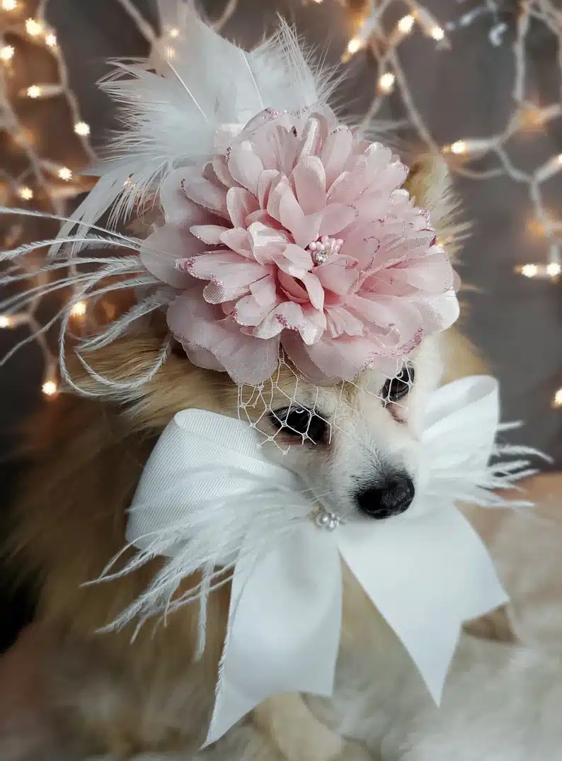 Small dog wearing fascinator hat with pink flower and white tulle and bow