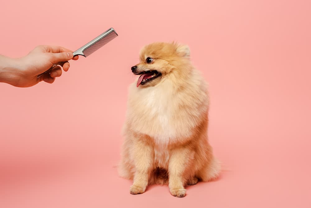 Dog groomer holding comb out to small fluffy dog