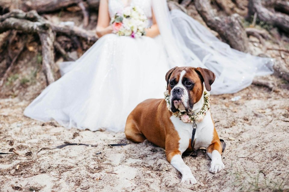 Boxer dog wearing a floral collar lying on the sand in front of a bride in a white dress, captured at a dog friendly beach wedding venue in Australia.