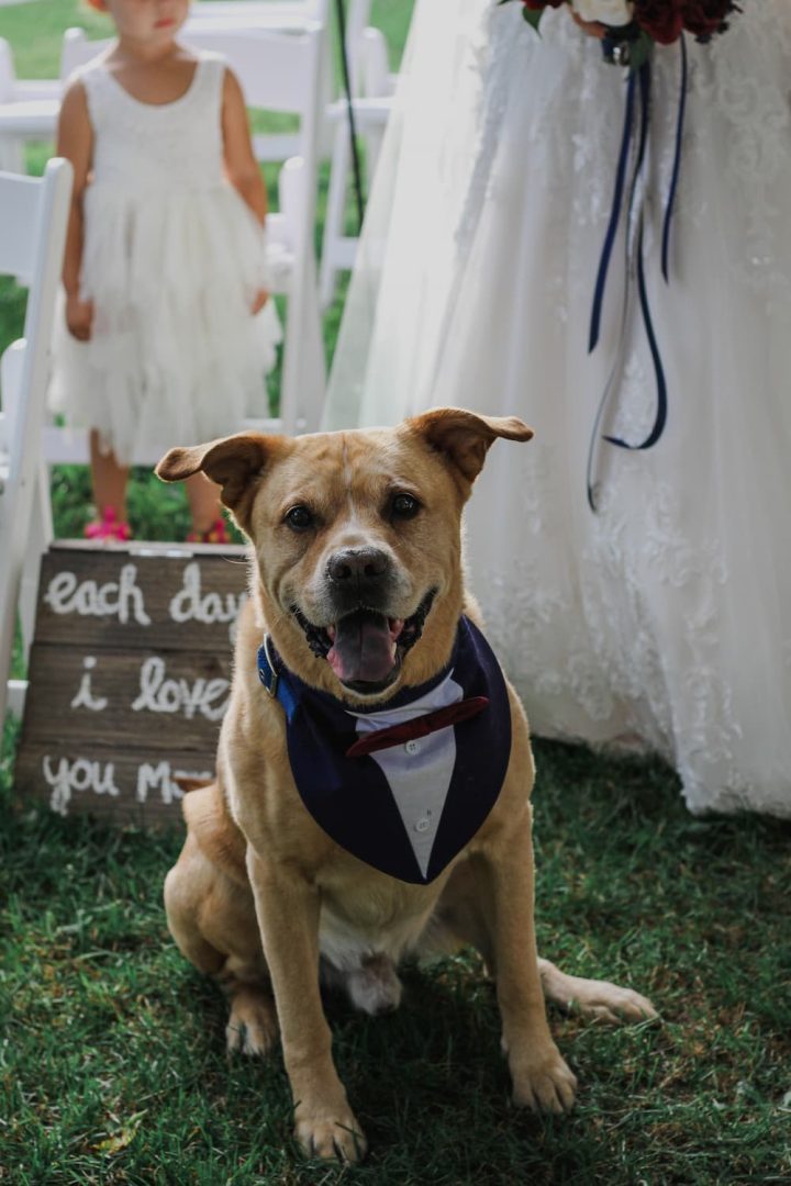 Dog with tuxedo collar sitting in aisle in front of bride and flower girl