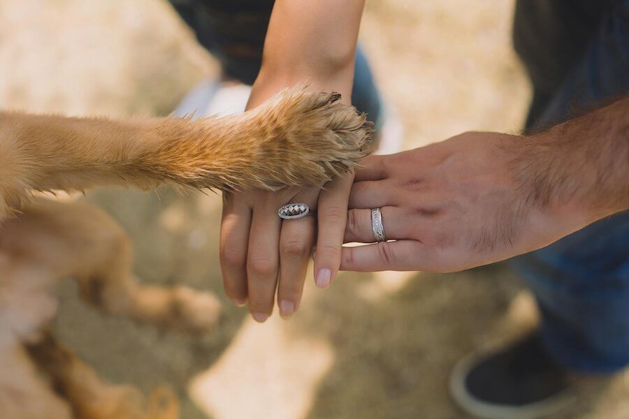 Close-up of a dog’s paw placed over a newly engaged couple’s hands wearing wedding rings, symbolising a dog friendly wedding and the bond between pets and their humans.