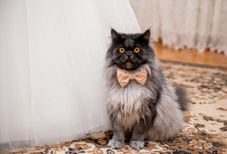 Fluffy cat with peach bow tie sits next to bride in wedding dress