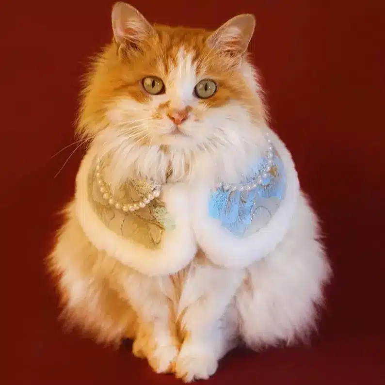 Fluffy orange and white cat wearing an elegant formal cat cape with faux fur trim, embroidered panels, and pearl embellishments, sitting against a red background.