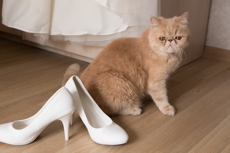 Ginger cat sitting next to wedding dress and shoes