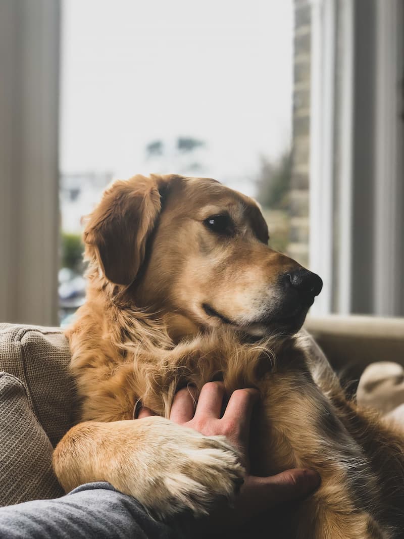 Golden retriever lying on sofa with paw on top of owners hand