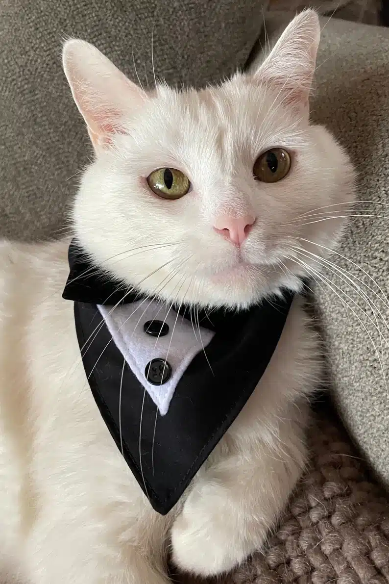 White cat wearing black and white handmade cat tuxedo