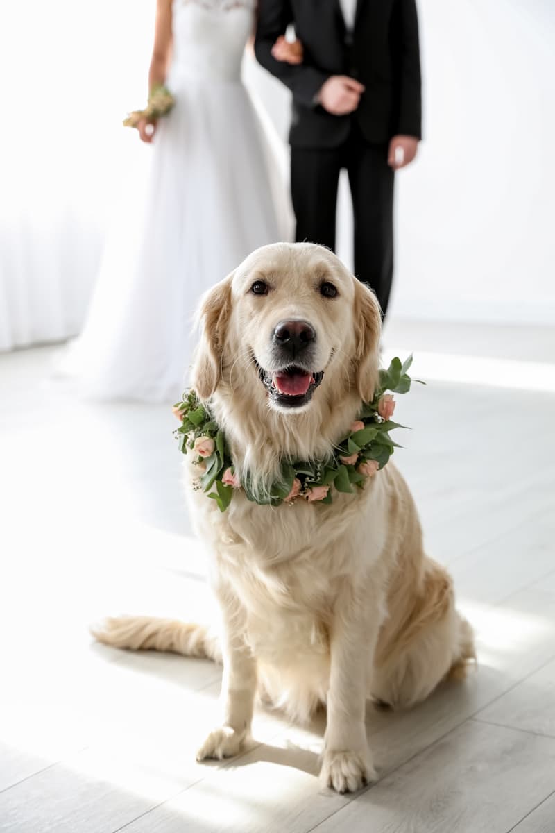 Dog walking through french doors past bridal gown