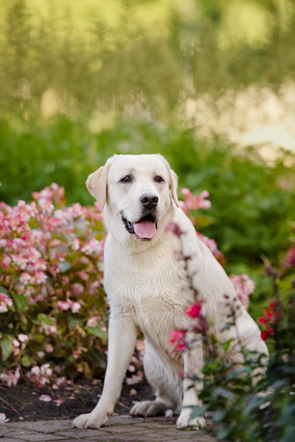 Labrador Charlie sitting among pink flowers