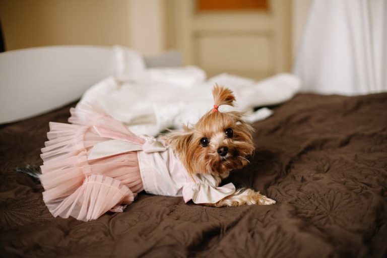 Maltese terrier wearing pink dog dress lying on bed next to bride