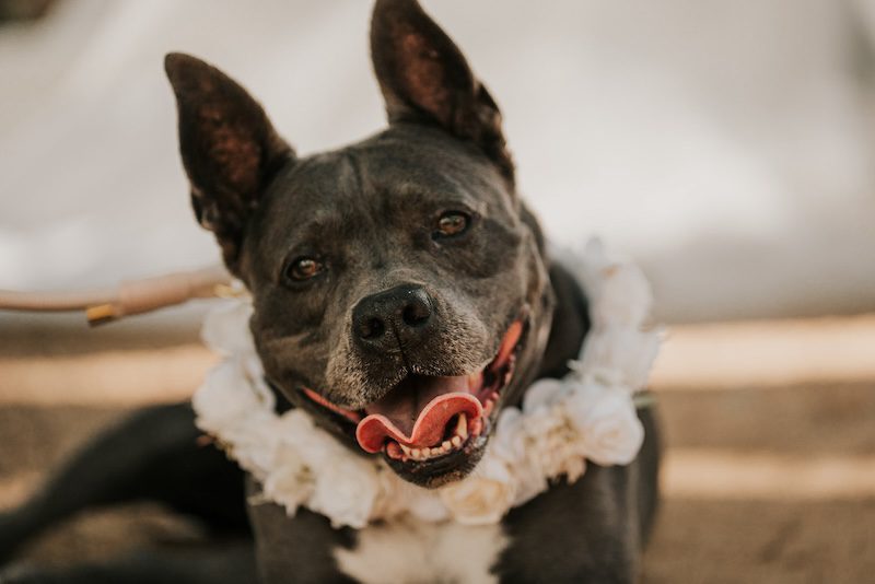 Pet-Staffordshire-Terrier-with-floral-collar-for-wedding