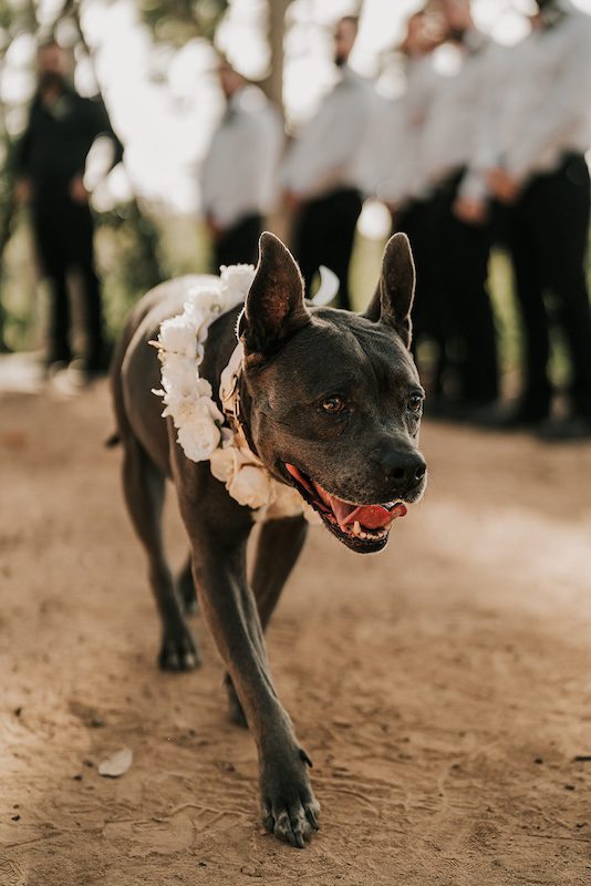 Pet-Terrier-walking-down-the-wedding-aisle-with-floral-collar.