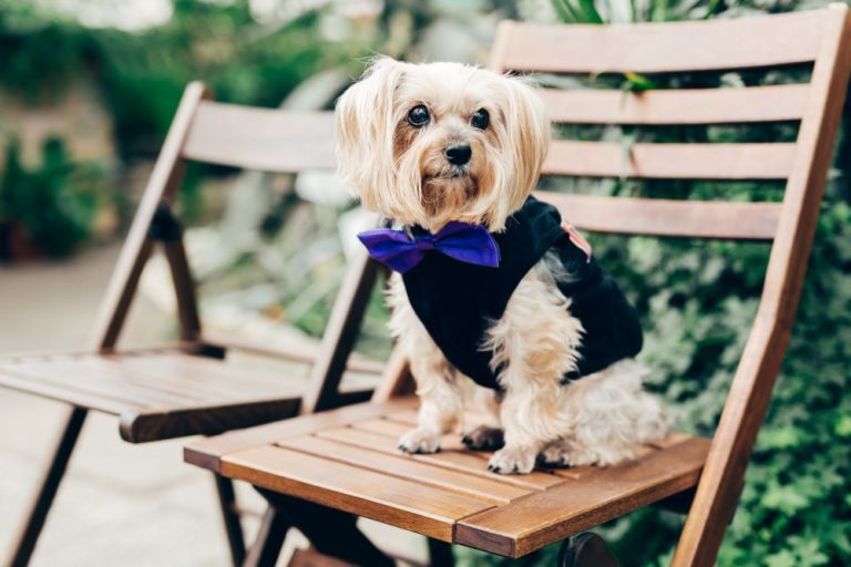 Small long haired dog sitting on seat in garden with black tuxedo and blue bow tie