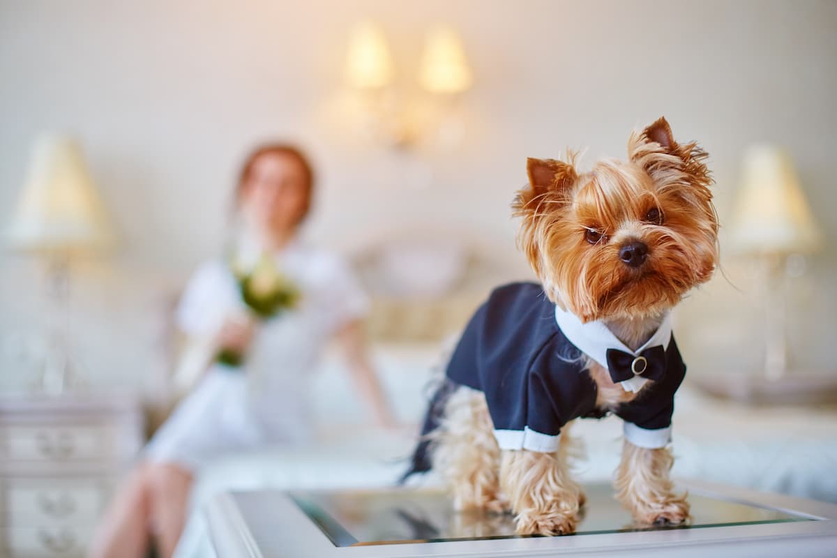 Maltese terrier dressed in tuxedo in bride's bedroom