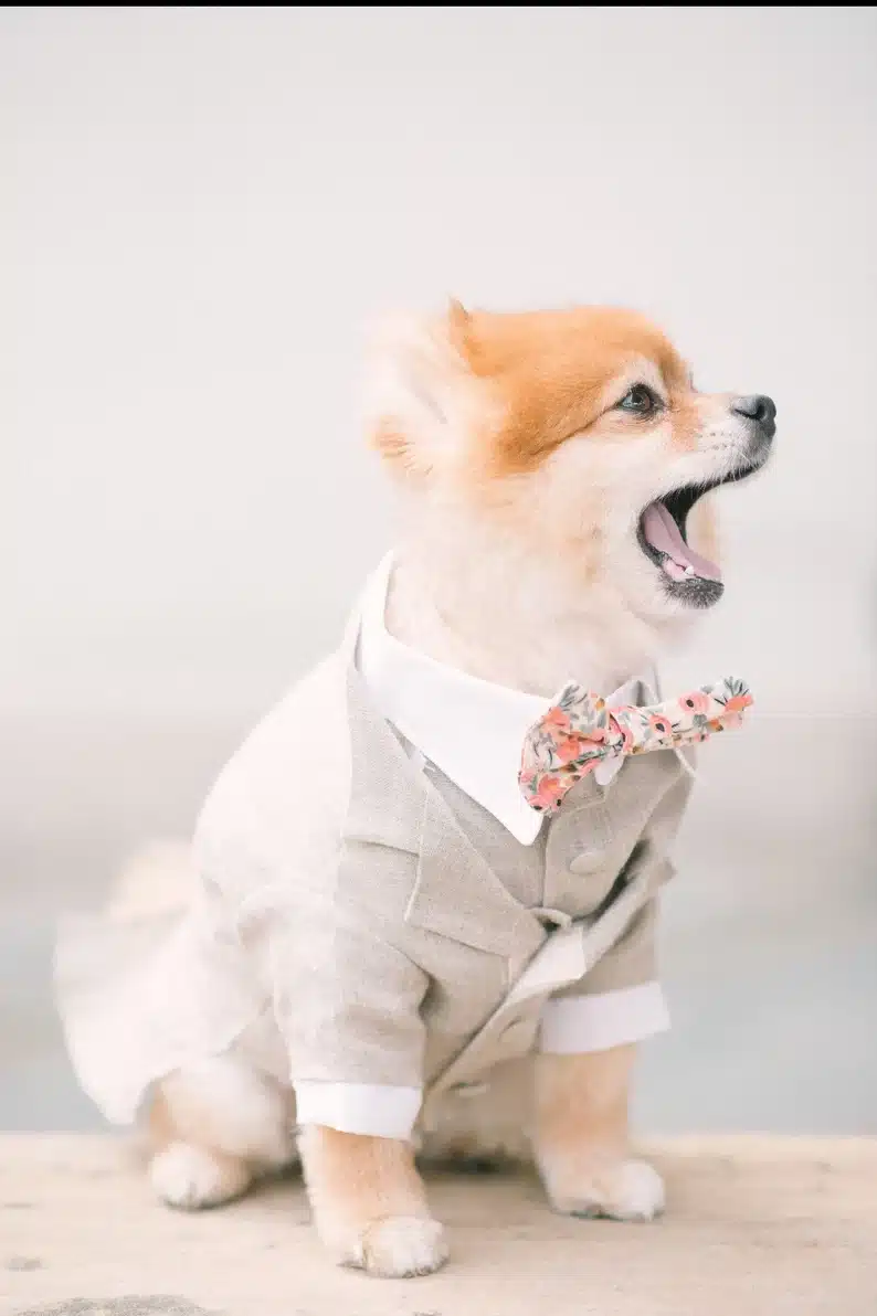 Three piece beige dog
