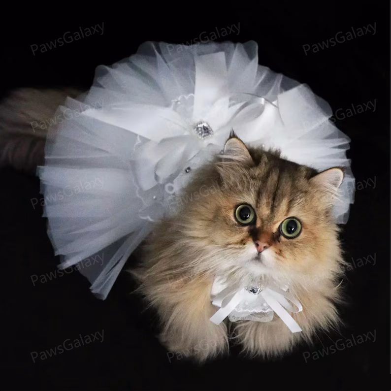 Tabby cat wearing a white tulle cat wedding dress with floral details, sitting on a bed; pet bridal outfit designed for weddings.