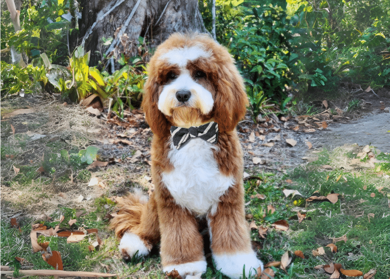 Freddie - Waterhill Cavoodle Stud. Freddie a fluffy caramel and white cavoodle sitting with a gorgeous grey and cream striped bowtie sitting at a pet friendly wedding venue Brisbane.