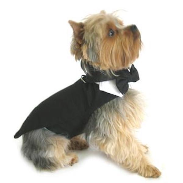black dog harness tuxedo