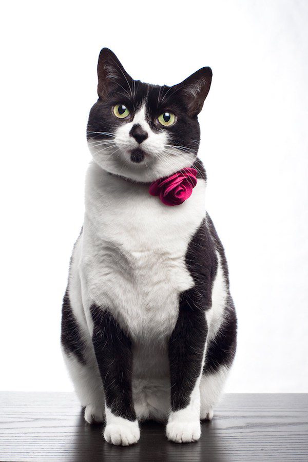 cat corsage collar