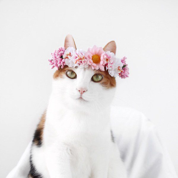 cat flower crown