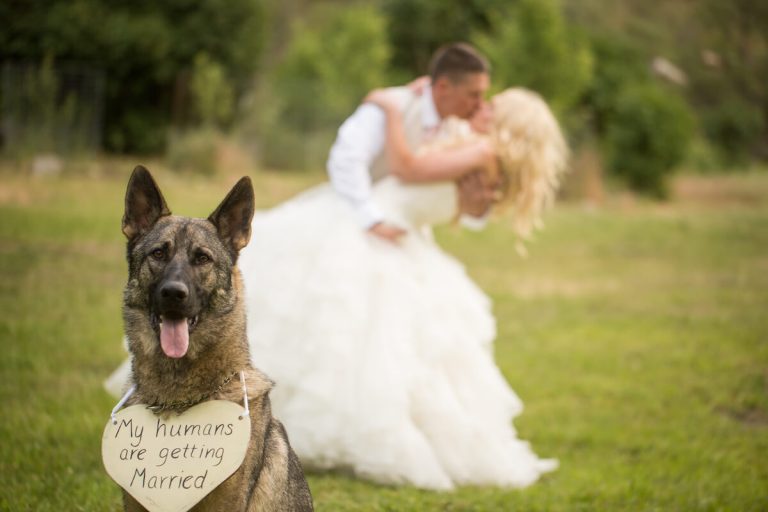 dog-friendly elopement