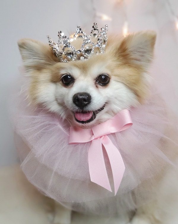dog tiara