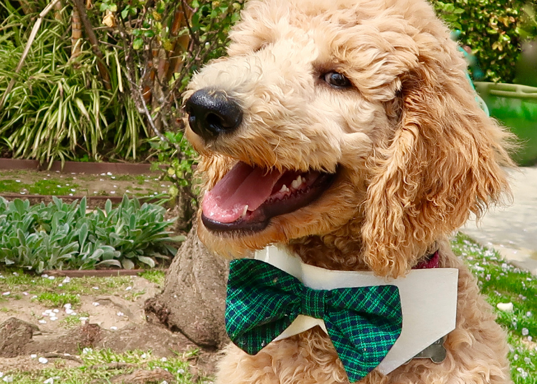 Pets as Guests: The Complete Guide to Including Your Cavoodle in Your Wedding Day 1 Handsome golden apricot puppy wearing a green bowtie with a white collarbacking sitting in a garden at a Brisbane pet friendly wedding venue.