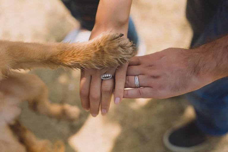 two hands with wedding rings touching with dog paw on top